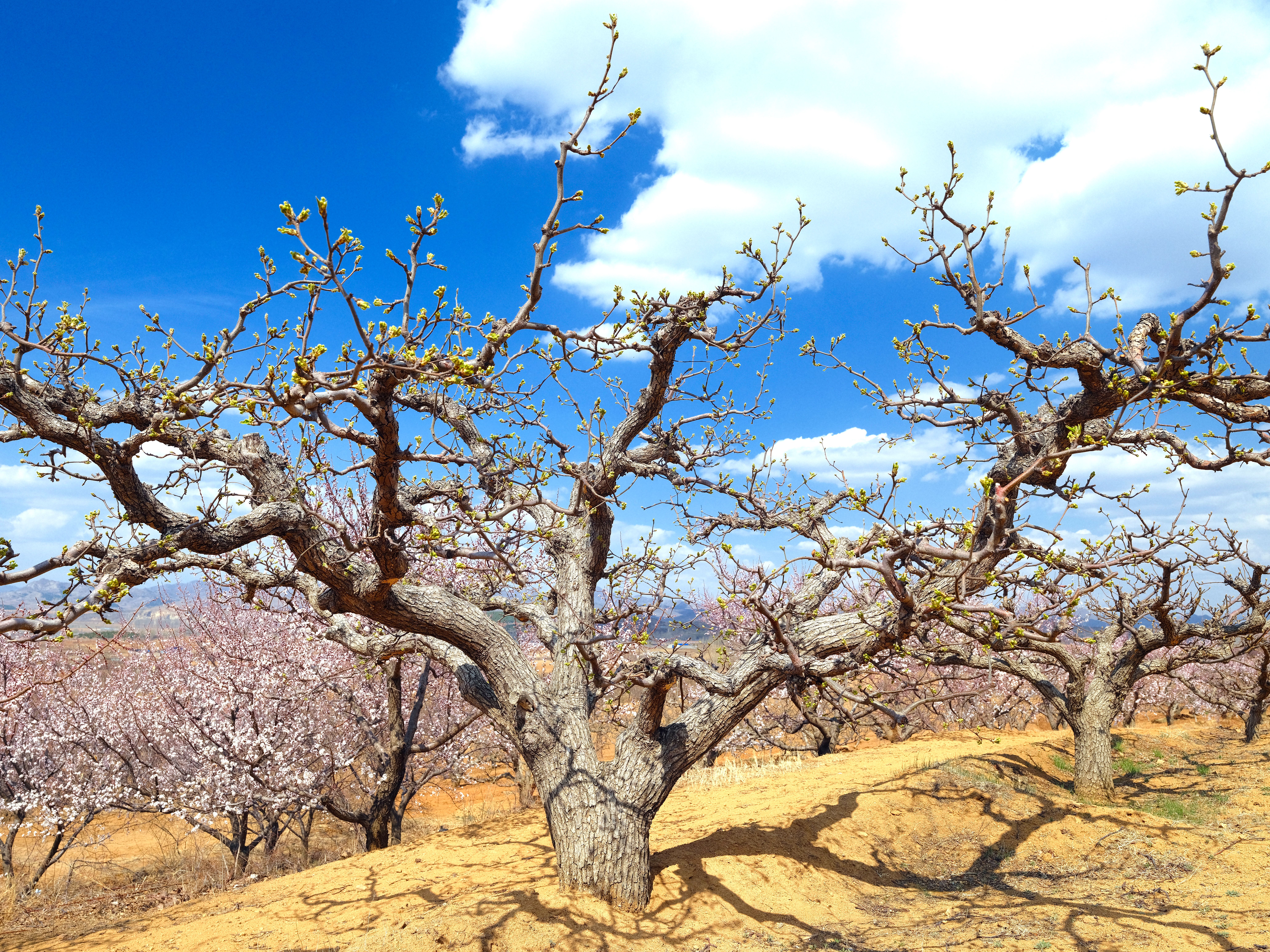 Rows of blossoming apple trees in a spring orchard — pruning new apple trees in Surrey BC