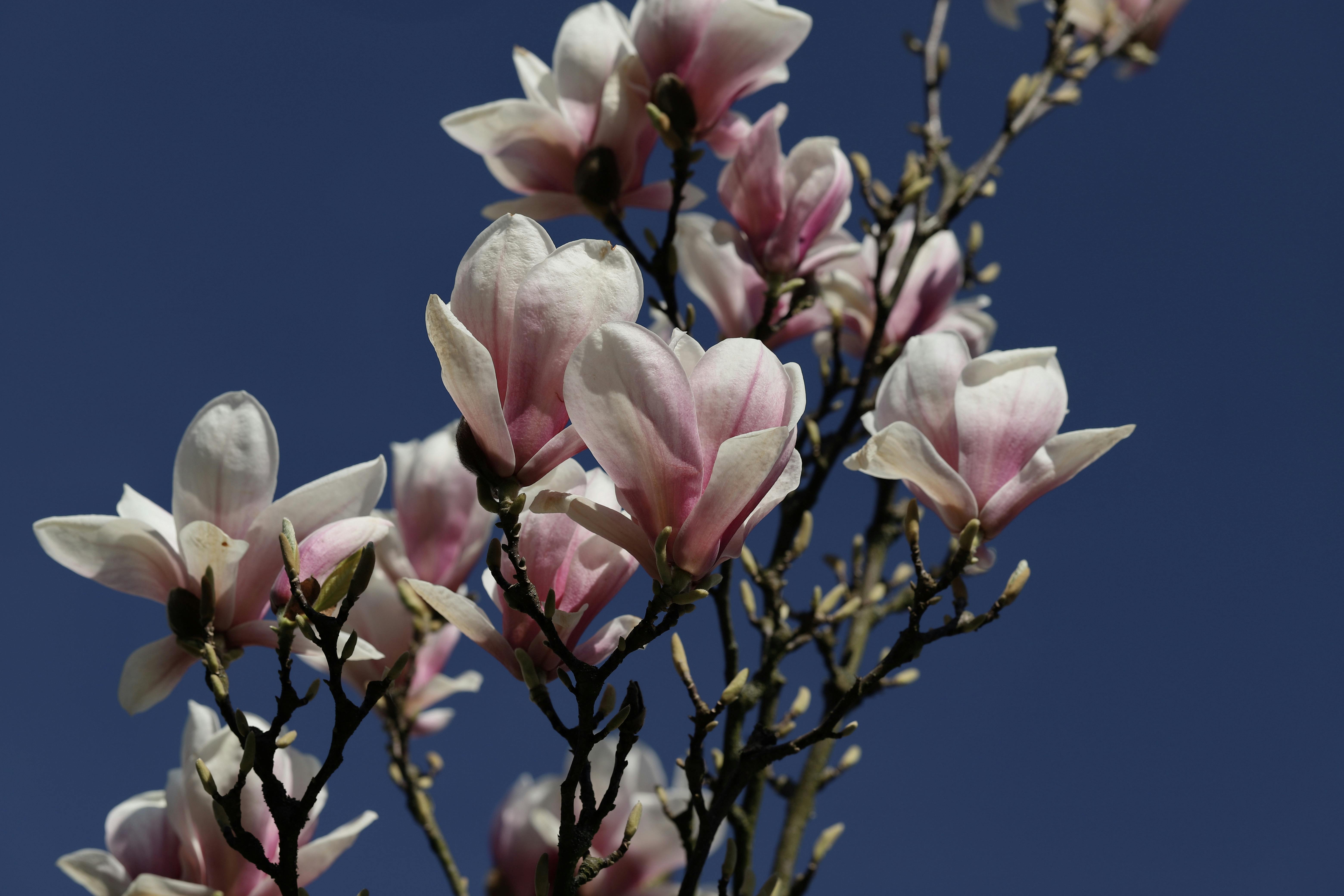 Magnolia’s AAA Hobbies To Close 2026 (Second Half). Iconic Hobby- Craft Emporium — Photo by Christina & Peter on Pexels