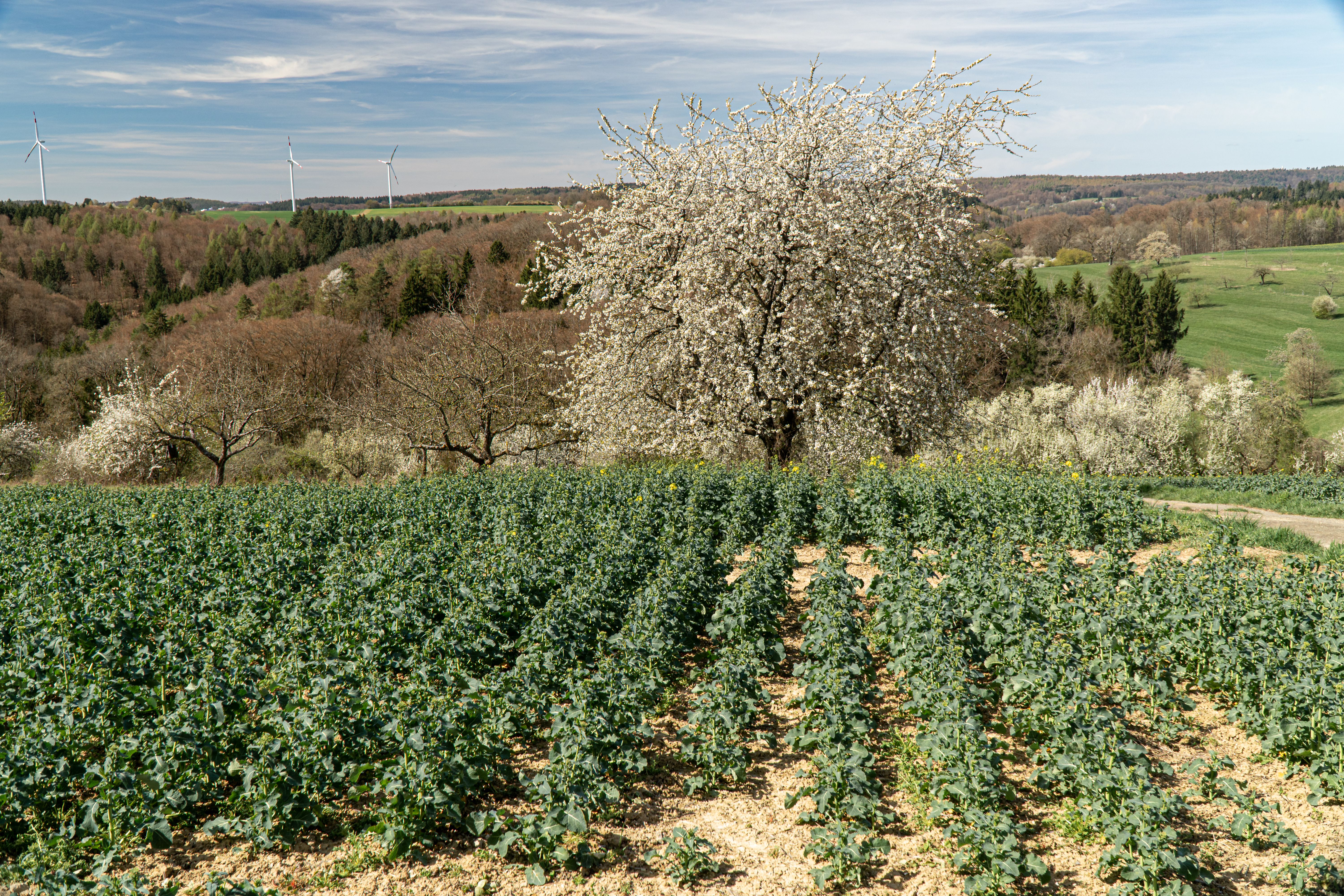 Arbre Kiwi : Plantation et Culture 2026