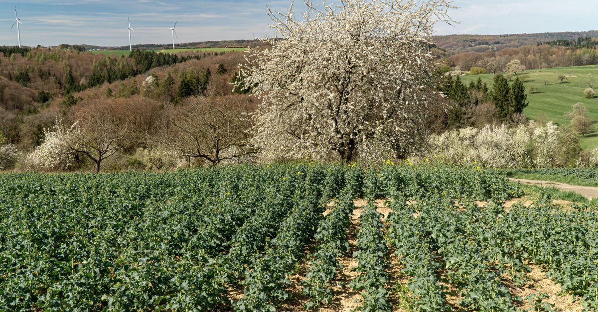 Arbre Kiwi : Plantation et Culture 2026