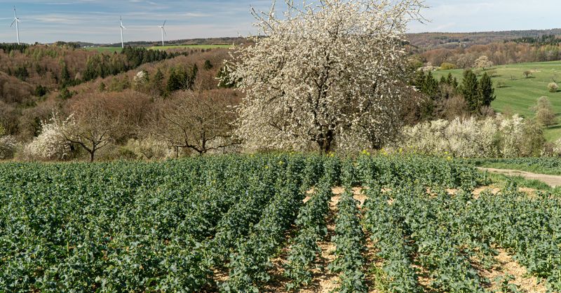 Arbre Kiwi : Plantation et Culture 2026