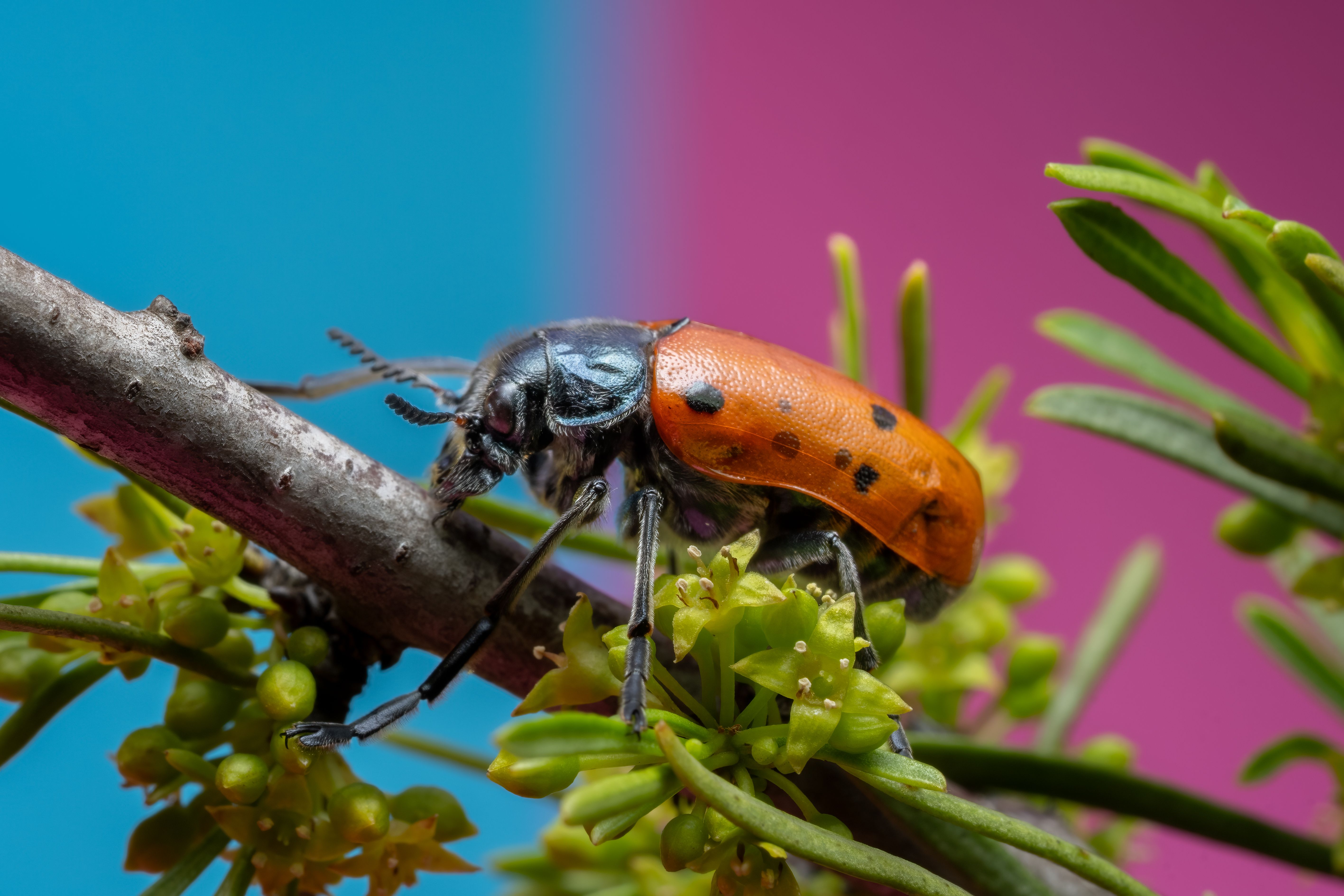 Background Spring Insect Photos, Download The BEST Free Background ...