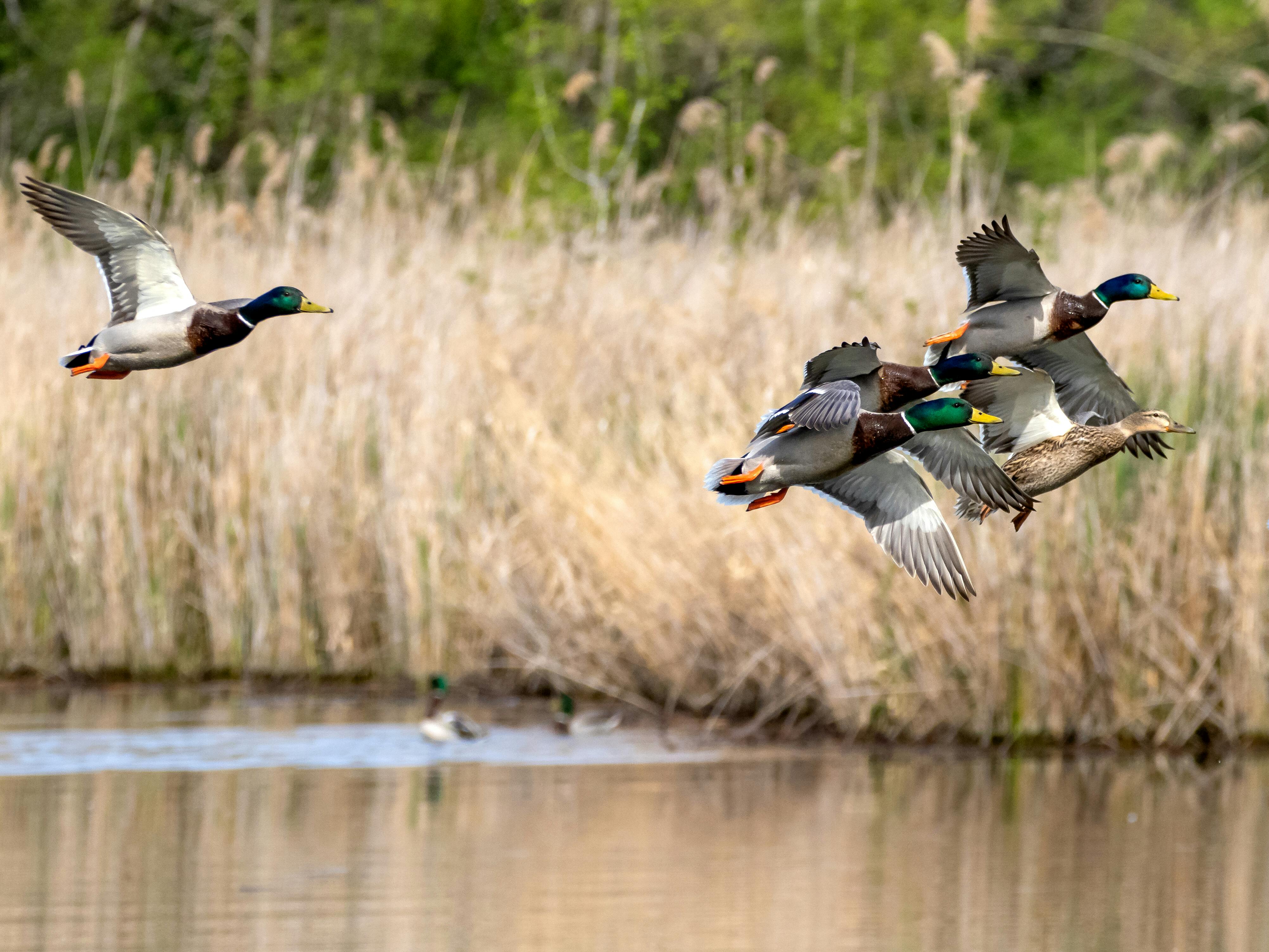 A group of colorful mallard ducks flying over a tranquil marshland area.
