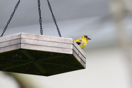 bird feeder garden