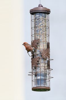 Close-up of a house finch perched on a decorative bird feeder in Canonsburg, Pennsylvania.