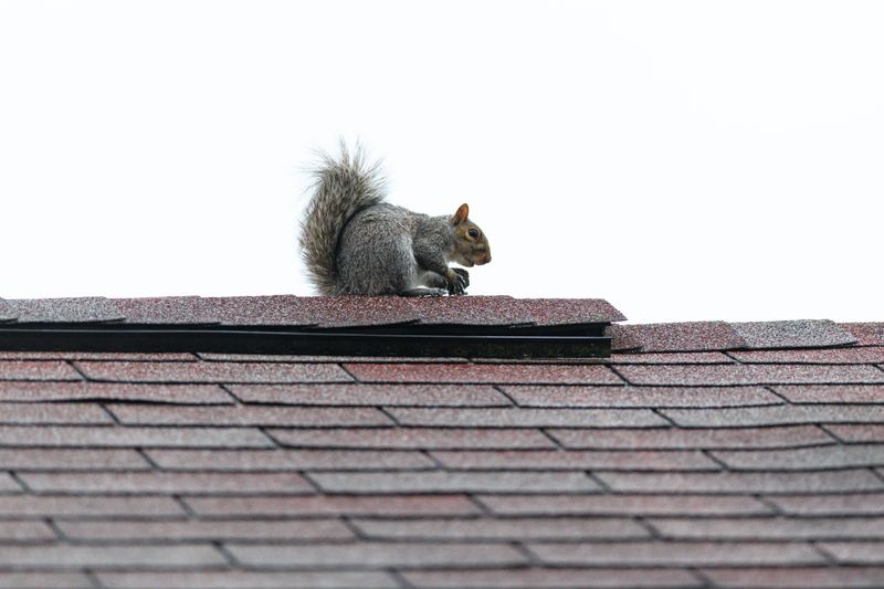 Squirrel removal cost: What changes your quote