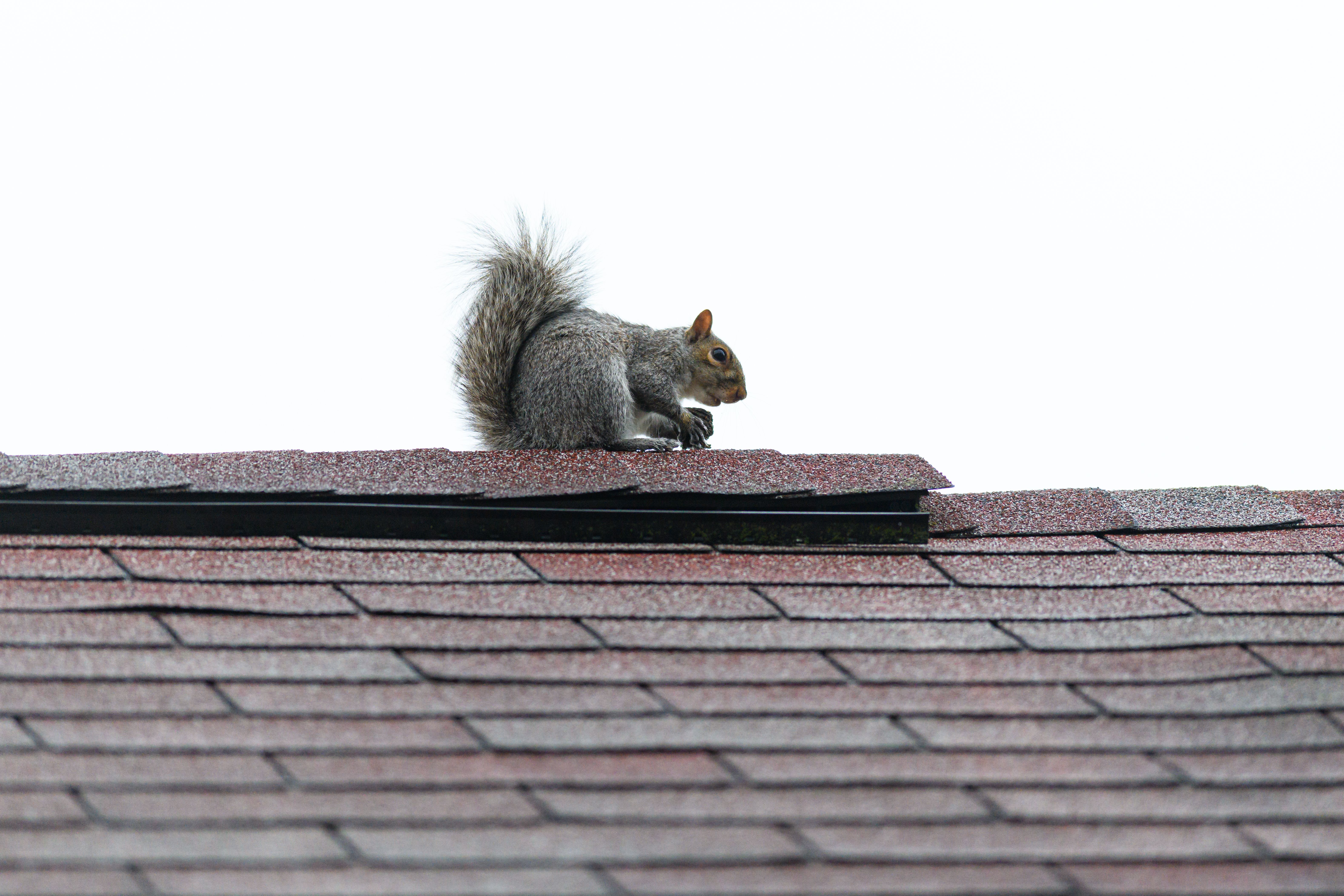 Kostenlos Ein einzelnes Grauhörnchen sitzt ruhig auf einem Schindeldach vor klarem Himmel in Canonsburg, Pennsylvania. Stock-Foto