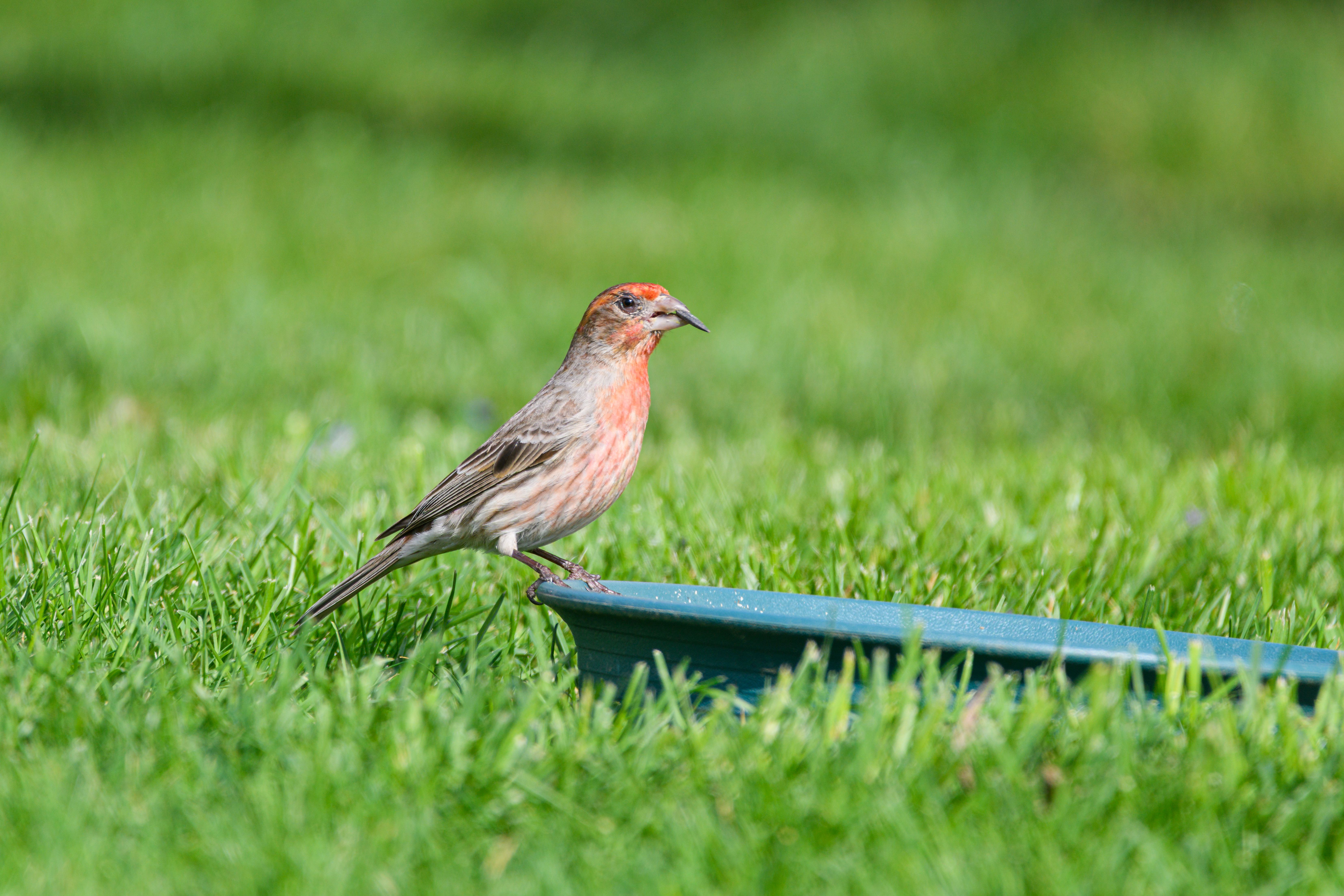house finches drink water