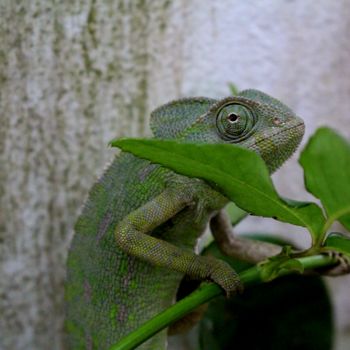 chameleon photo