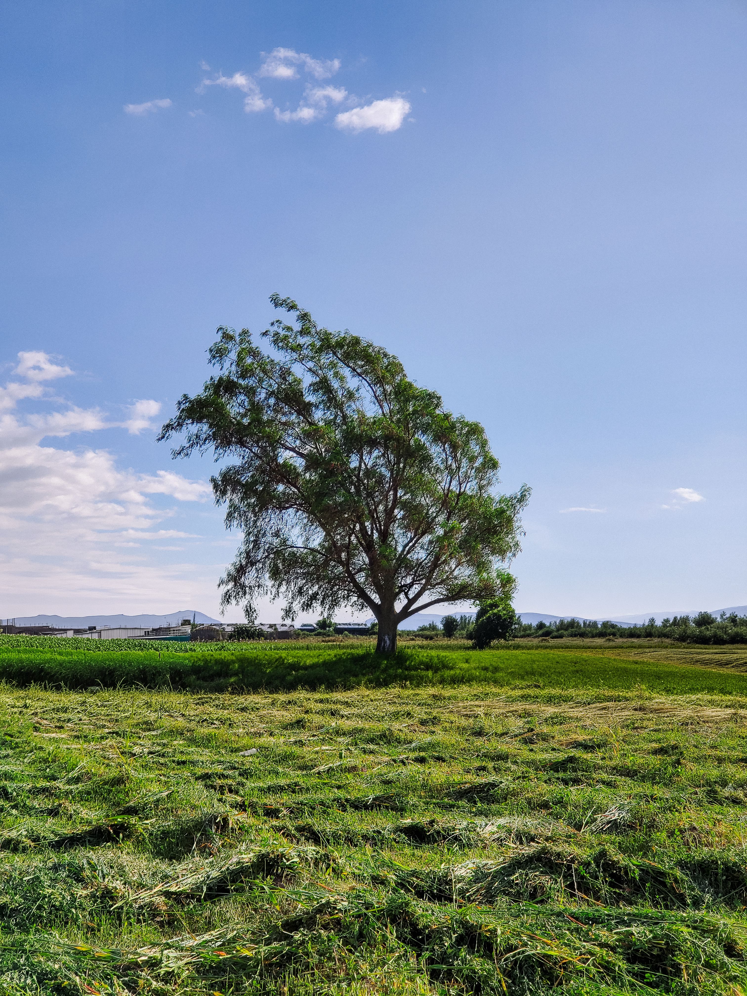 Lonely Tree in Expansive Green Pasture · Free Stock Photo