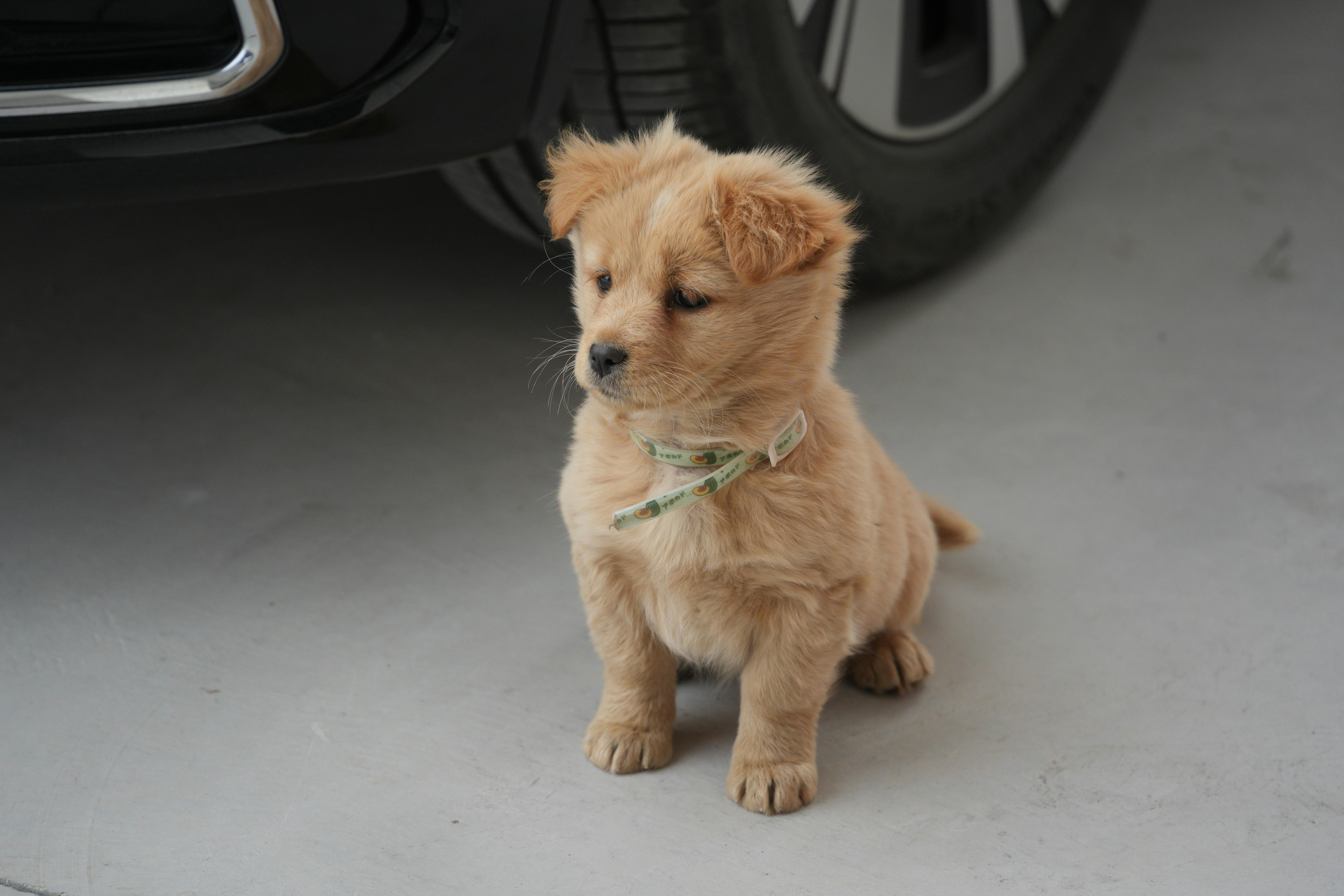 beijing pet technology — Photo by 分 参 on Pexels