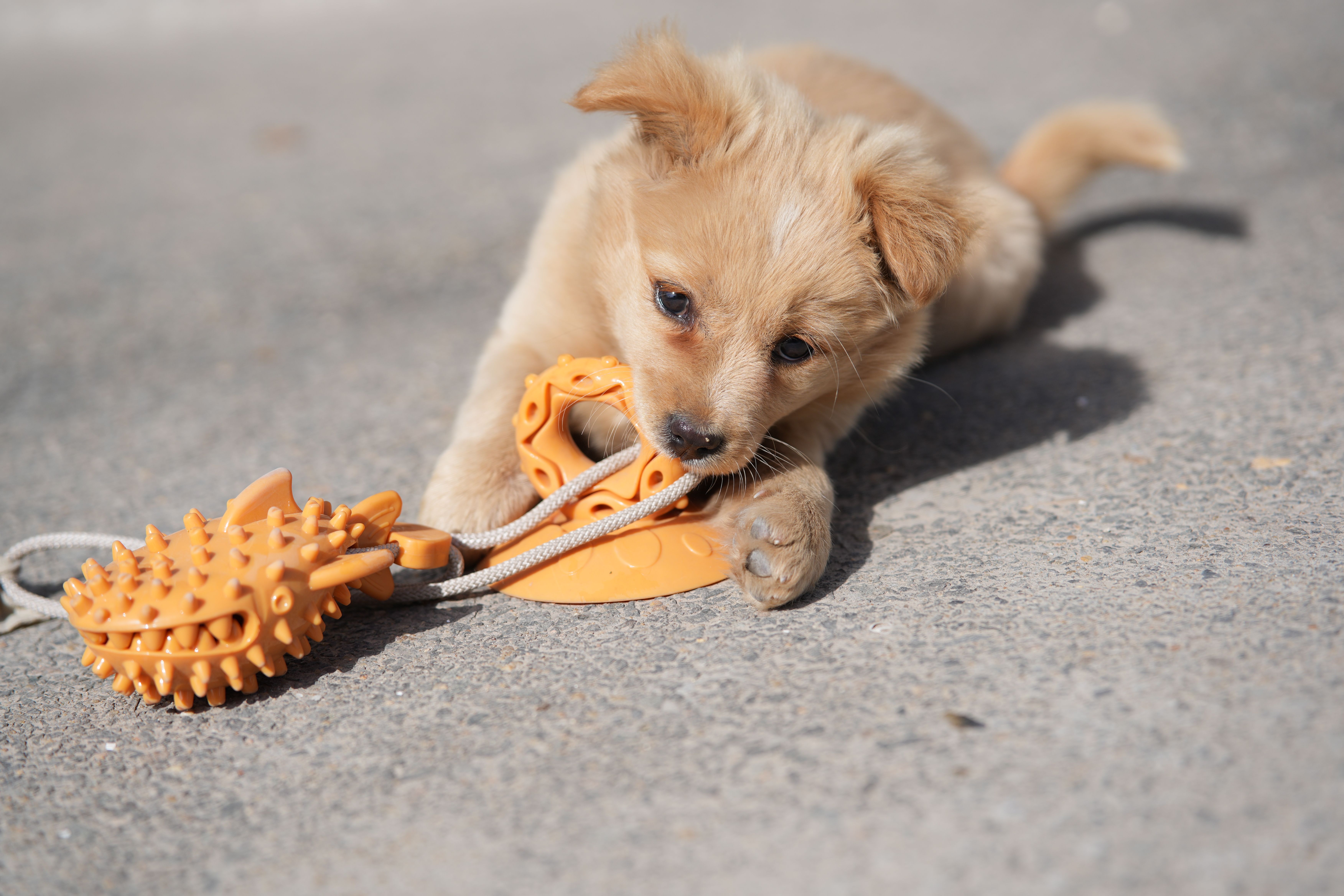 Top 7 Best Dog Chew Toys