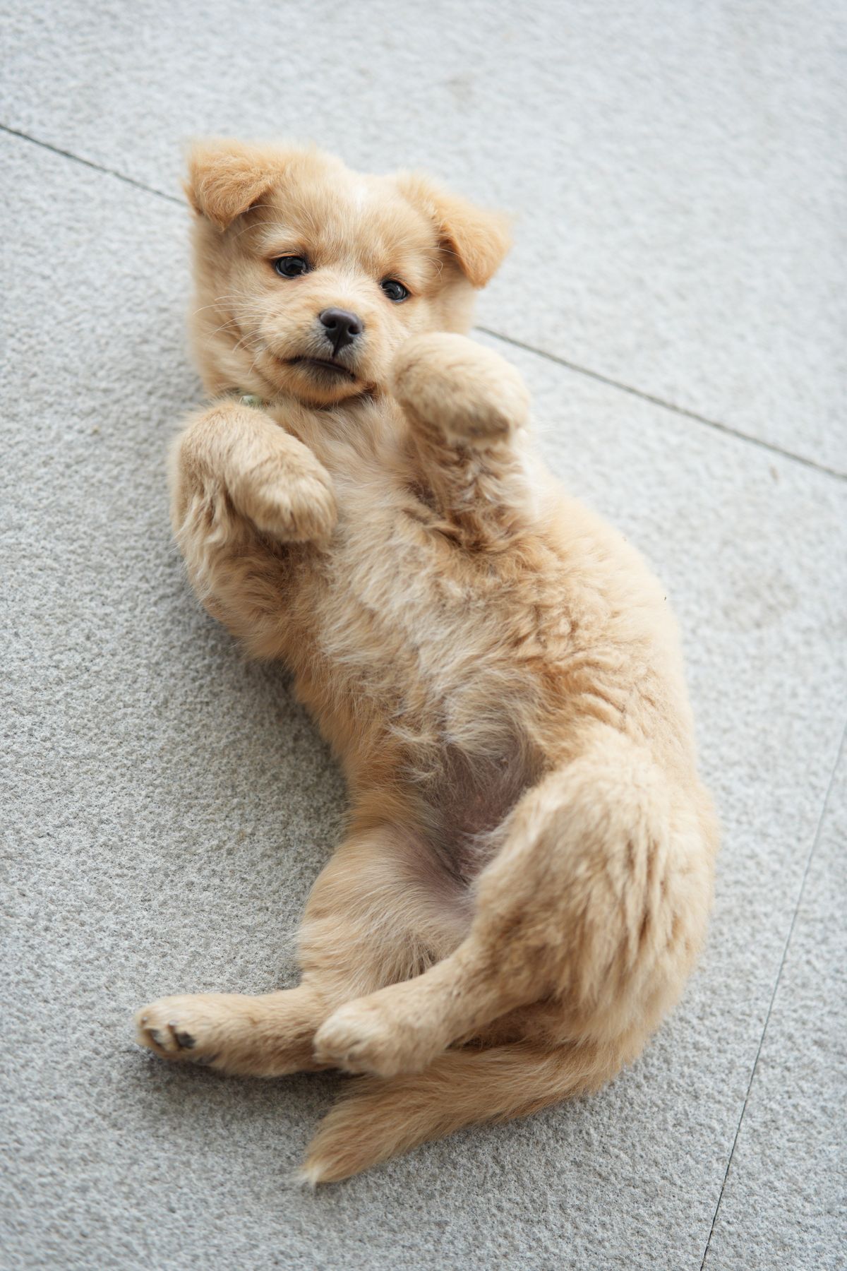 Chiot beige couché sur le dos sur un tapis clair, le ventre bien visible