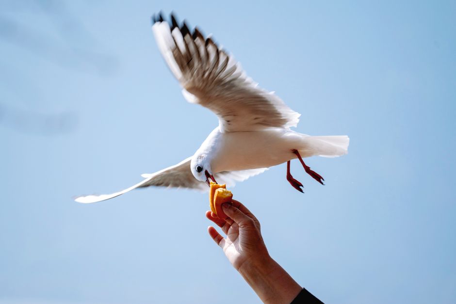 full|bird flying from open hand