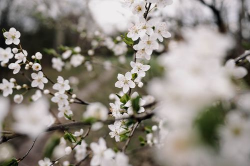 Free Close-up of cherry blossoms in full bloom, captured in a Polish orchard during spring. Stock Photo
