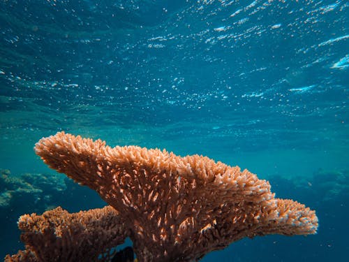 Arrecife De Coral Marrón En Agua Azul