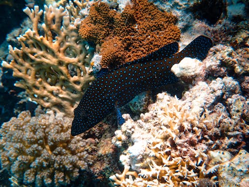 Фото рыб возле кораллов