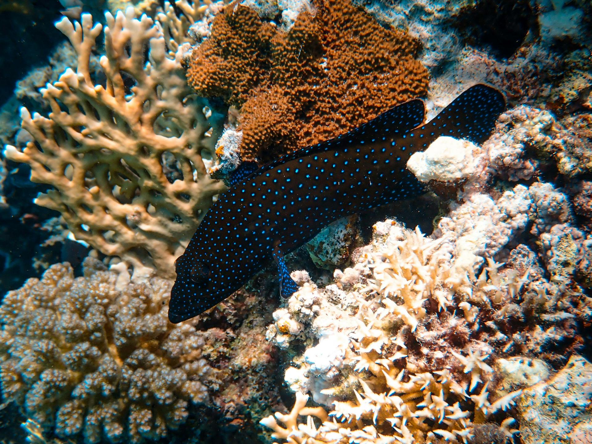 A colorful underwater coral reef with a spotted fish, showcasing vivid marine life.