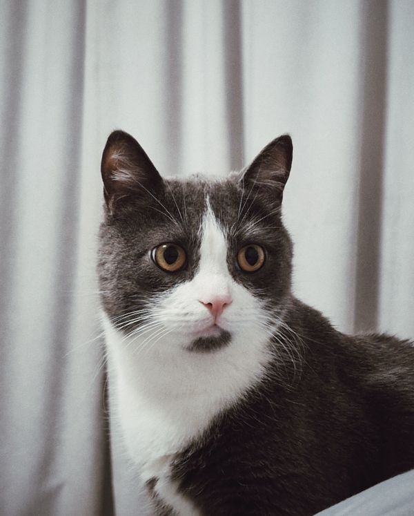 Kortharige kat met een natuurlijker lichaamsmodel