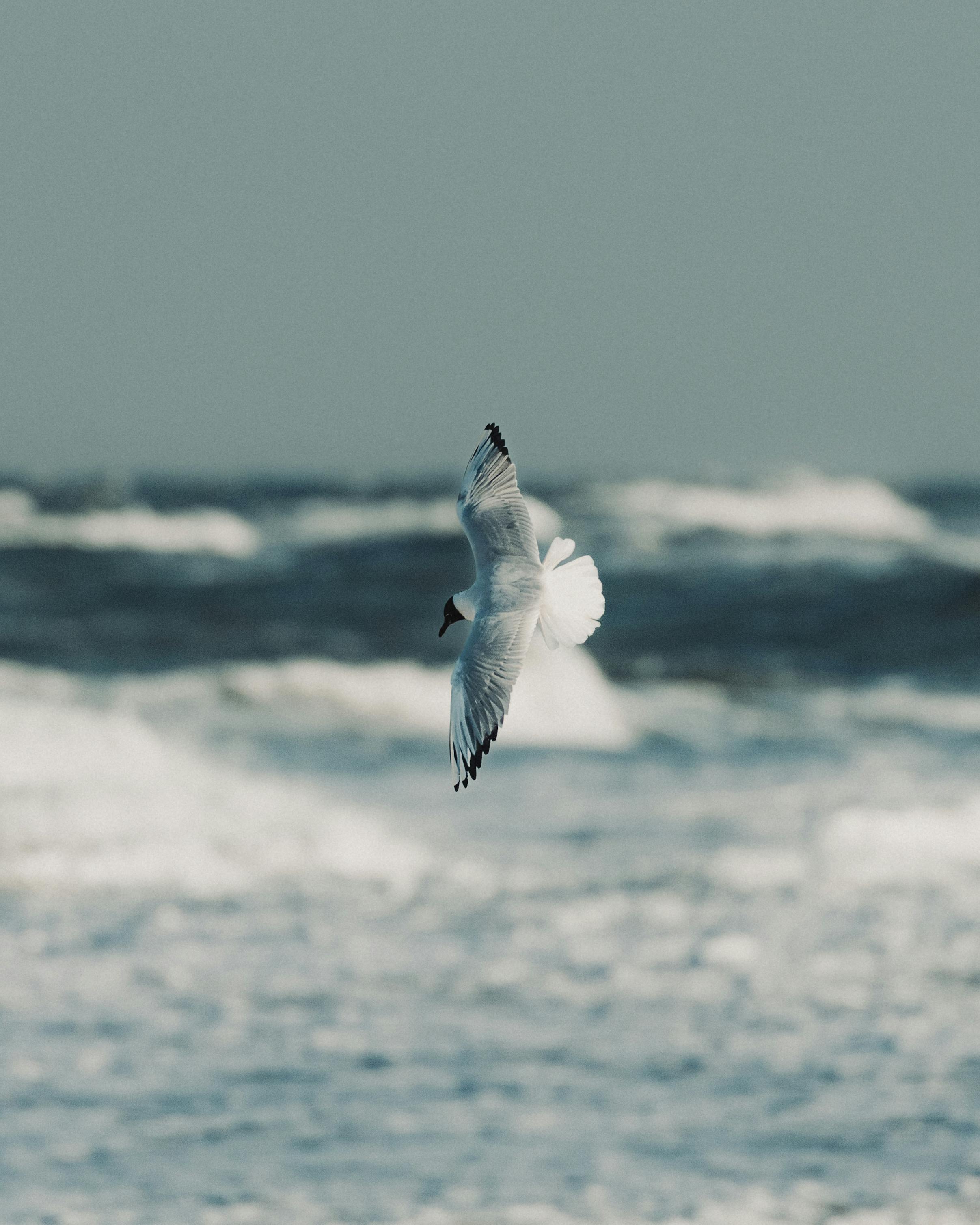 Elegant seagull gracefully soaring above choppy ocean waves on a cloudy day.