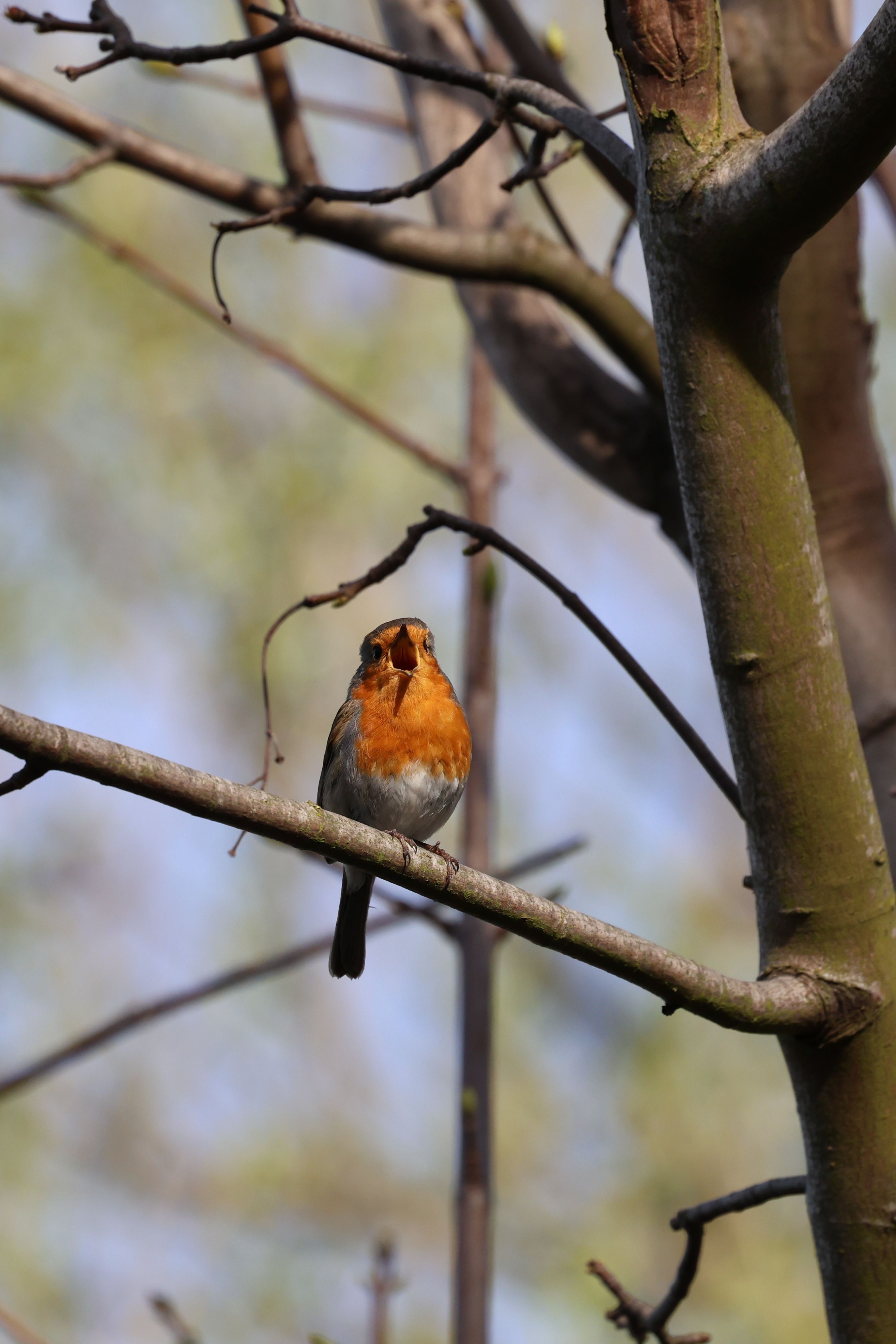 Charming European Robin in Springtime Forest · Free Stock Photo