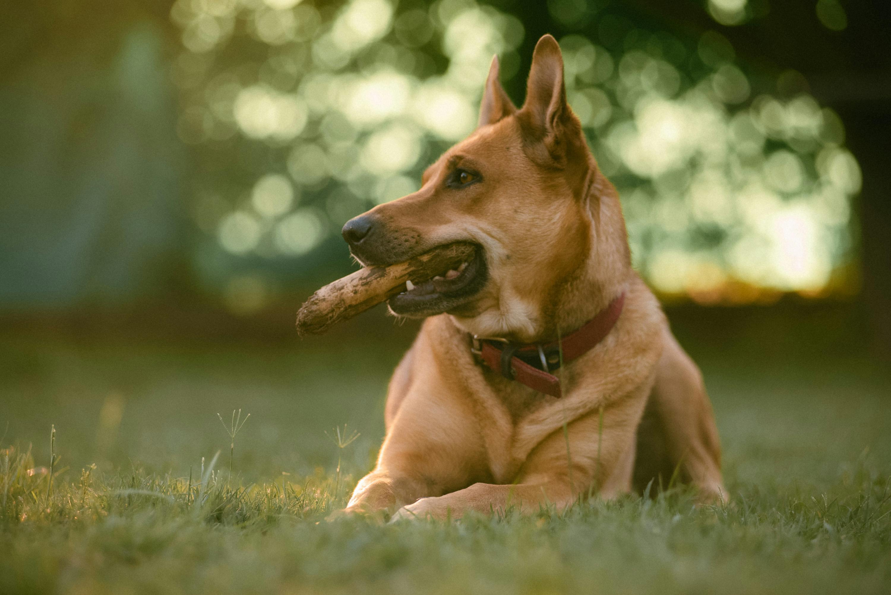 pet insurance pet health coverage — Photo by Lucas Gramatica on Pexels