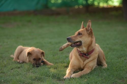 Free Two dogs relaxing and playing with a stick on a sunny day in the yard. Stock Photo