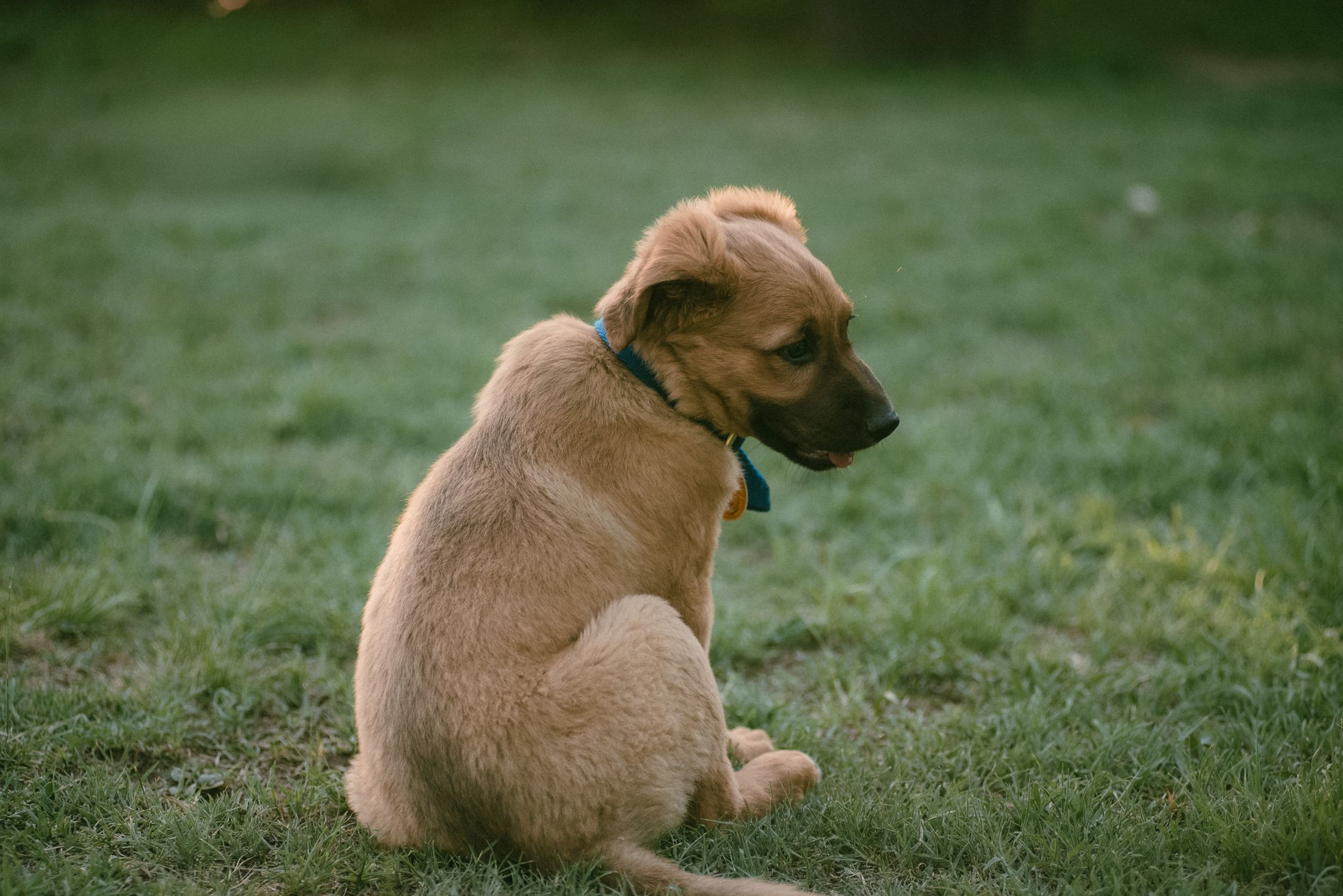 Adorable Puppy Sitting on Grass Outdoors · Free Stock Photo