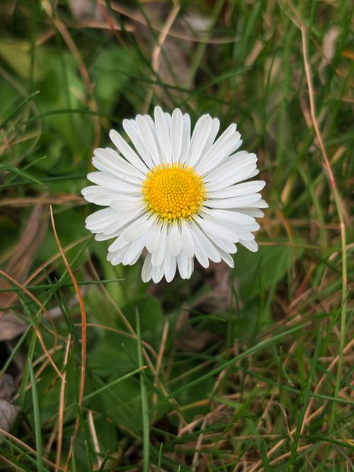 Free A beautiful white daisy with a yellow center amidst green grass, captured outdoors. Stock Photo