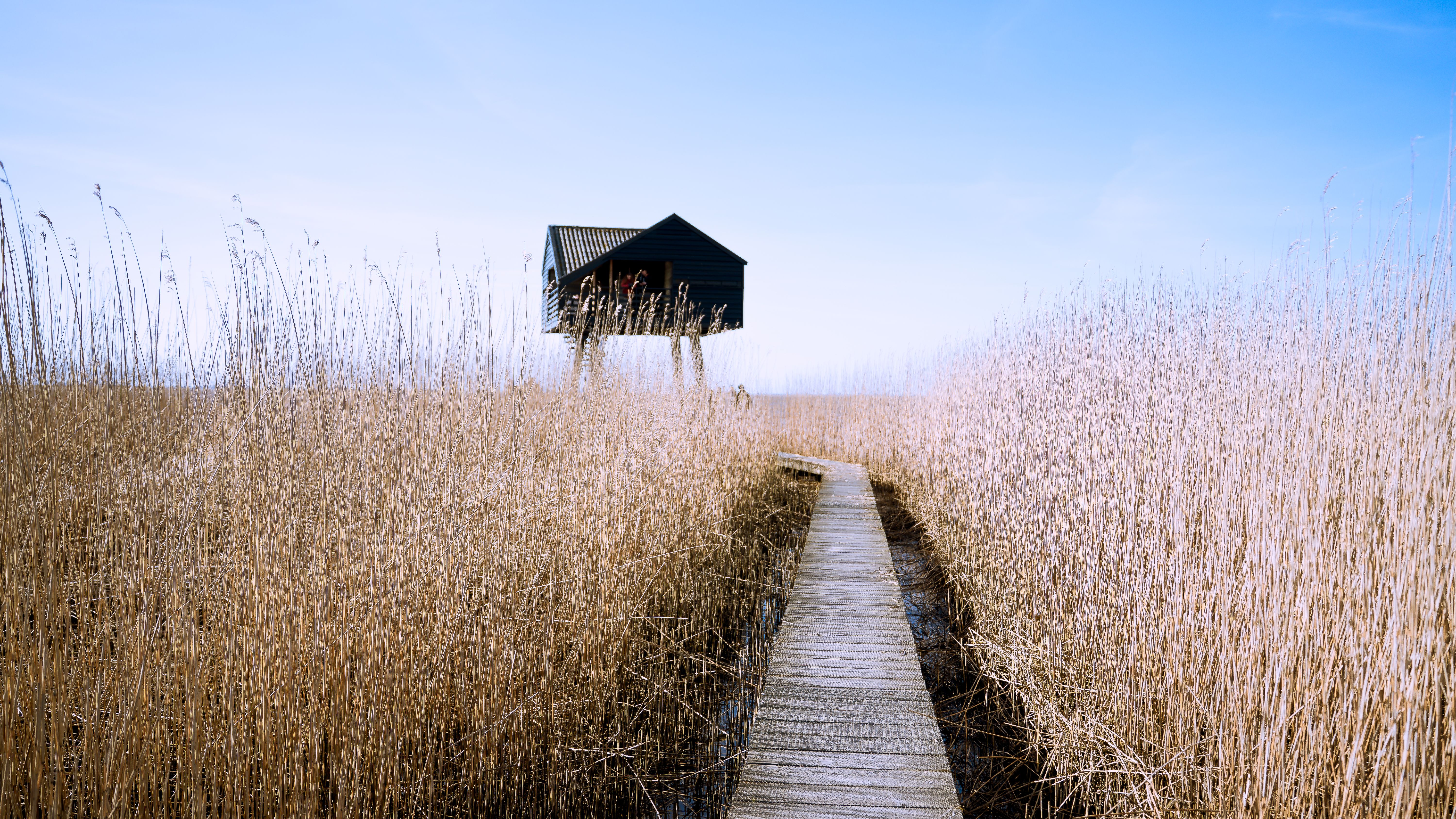 Sunny Reed Field with Elevated Hut in Groningen · Free Stock Photo
