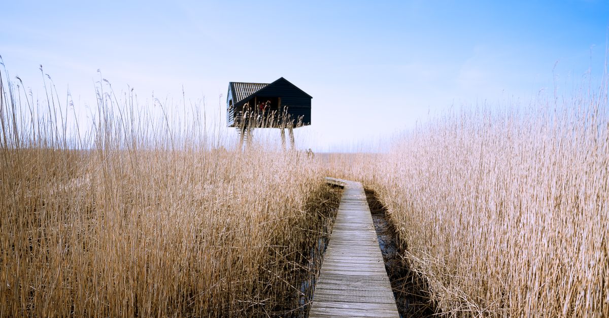 Sunny Reed Sunny Reed Field with Elevated Hut in Groningen · Free Stock Photo