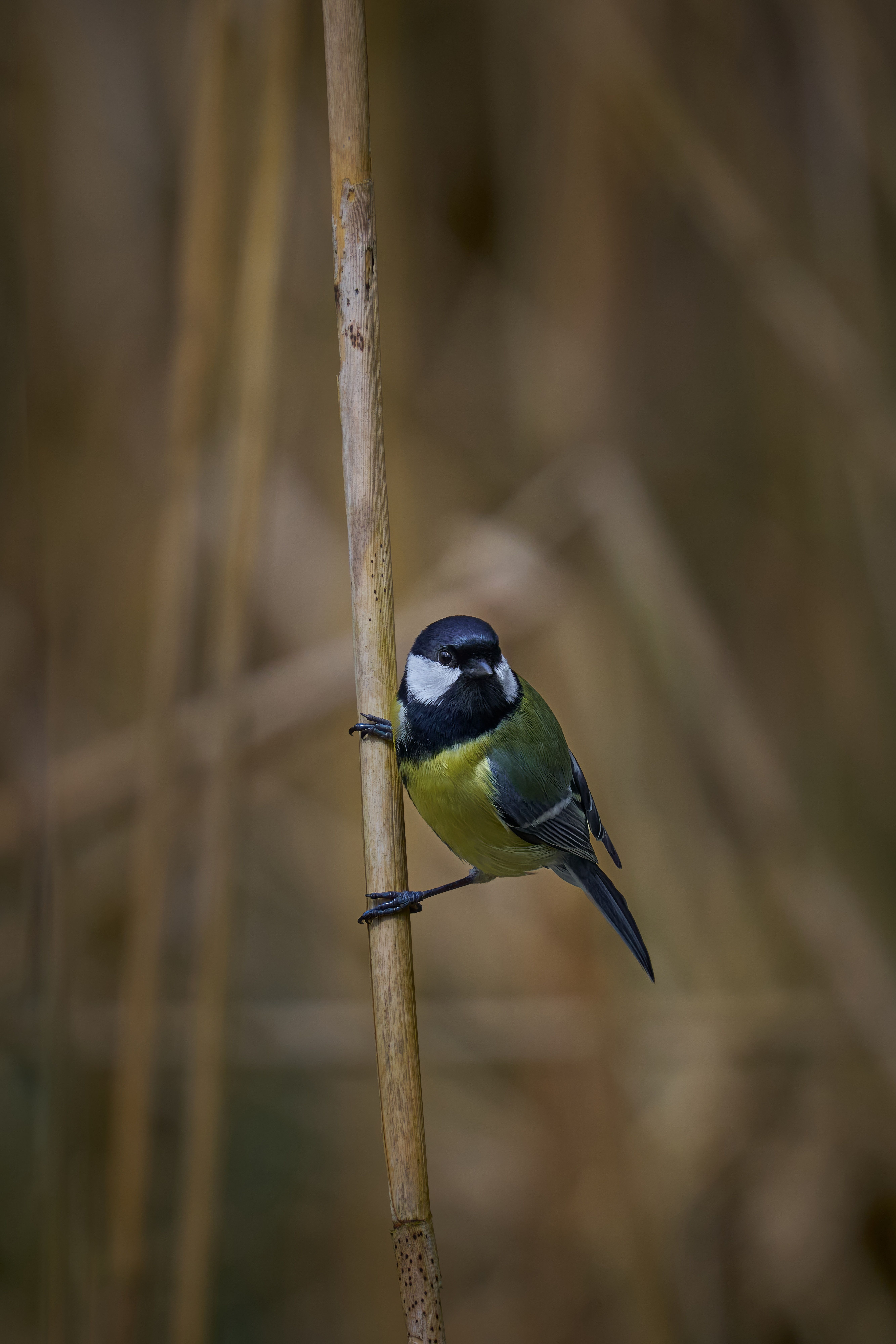 Fotomural Un carbonero común (Parus major) se aferra a una caña, mostrando su vibrante plumaje en un entorno natural.