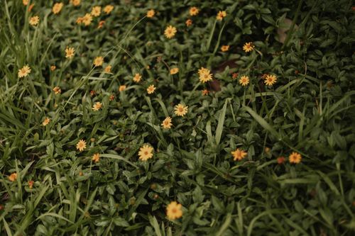 Free Yellow flowers bloom amidst dense green leaves, creating a natural floral landscape. Stock Photo