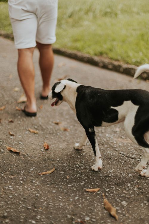 Free A person walks a black and white dog along a sunlit pathway lined with grass. Stock Photo
