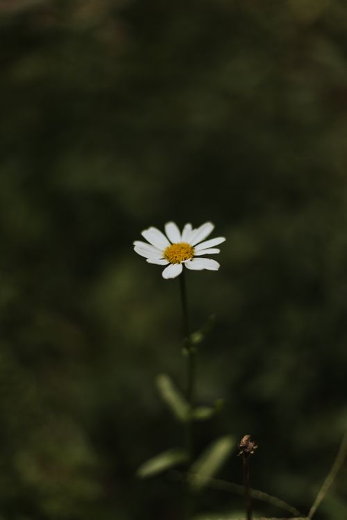 Free Close-up of a lone white daisy in a dark, blurred natural background. Stock Photo