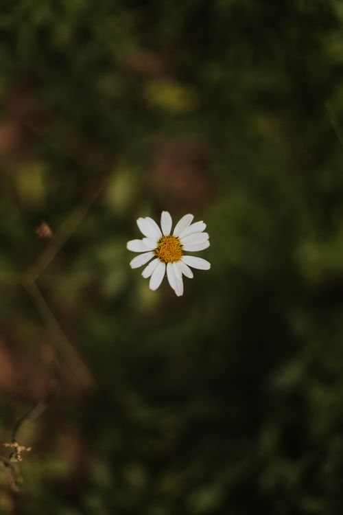 Free Single white daisy with yellow center against a blurred green background, highlighting natural beauty. Stock Photo
