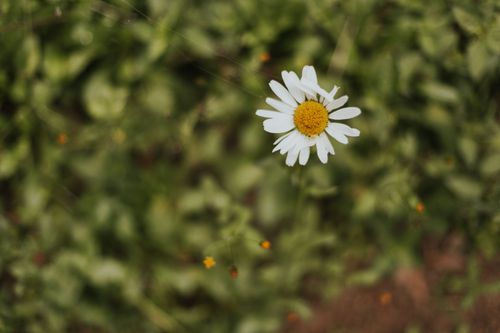 Free A single white daisy with a yellow center stands out against a blurred green background. Stock Photo