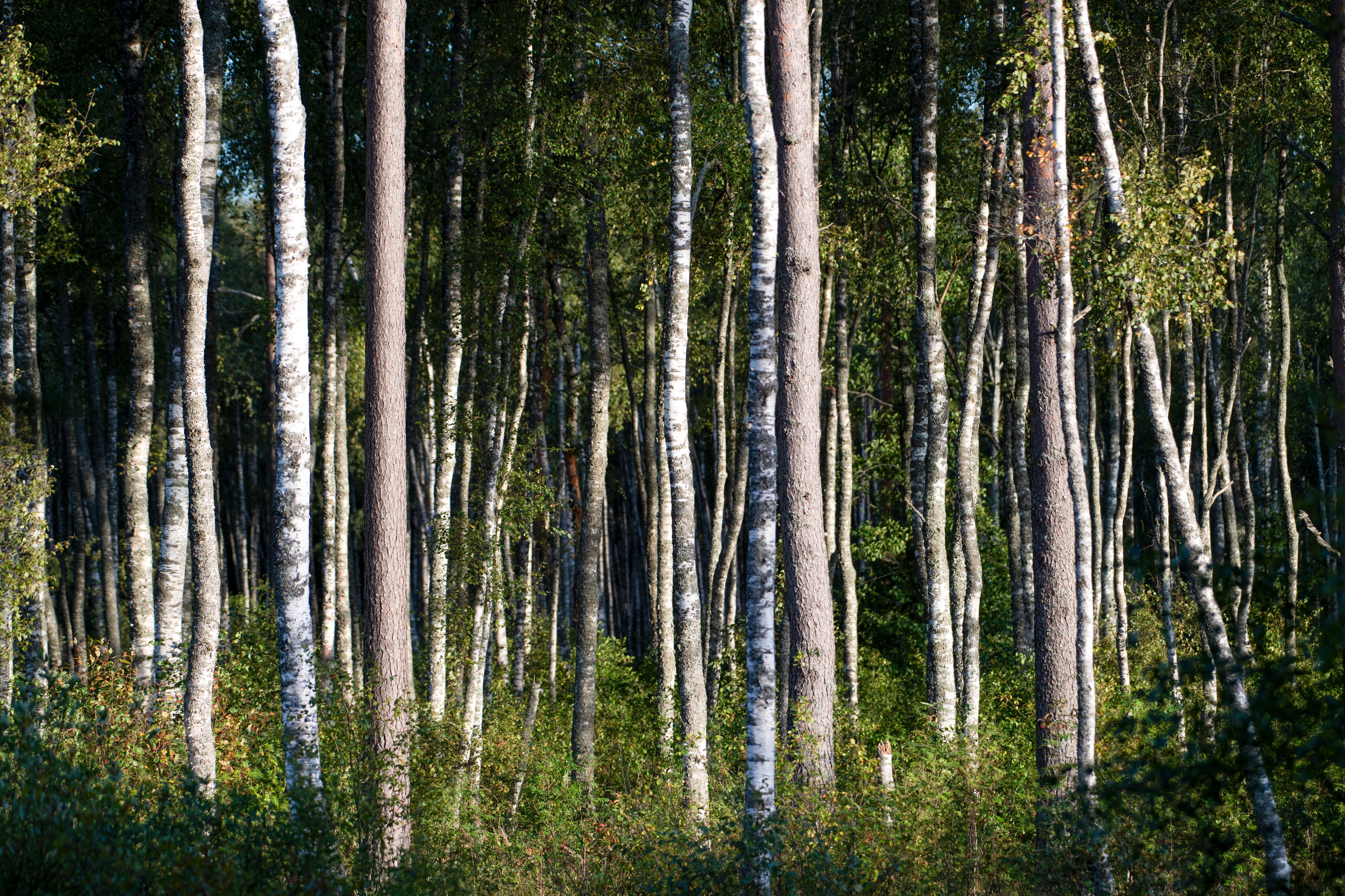 Lush Birch and Pine Forest in Estonia · Free Stock Photo