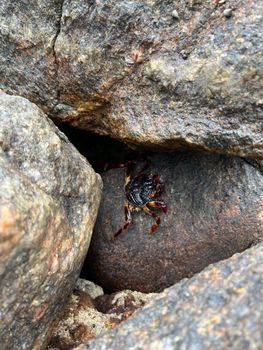 Detailed view of a crab nestled in rocks at Mirissa, Sri Lanka beach.