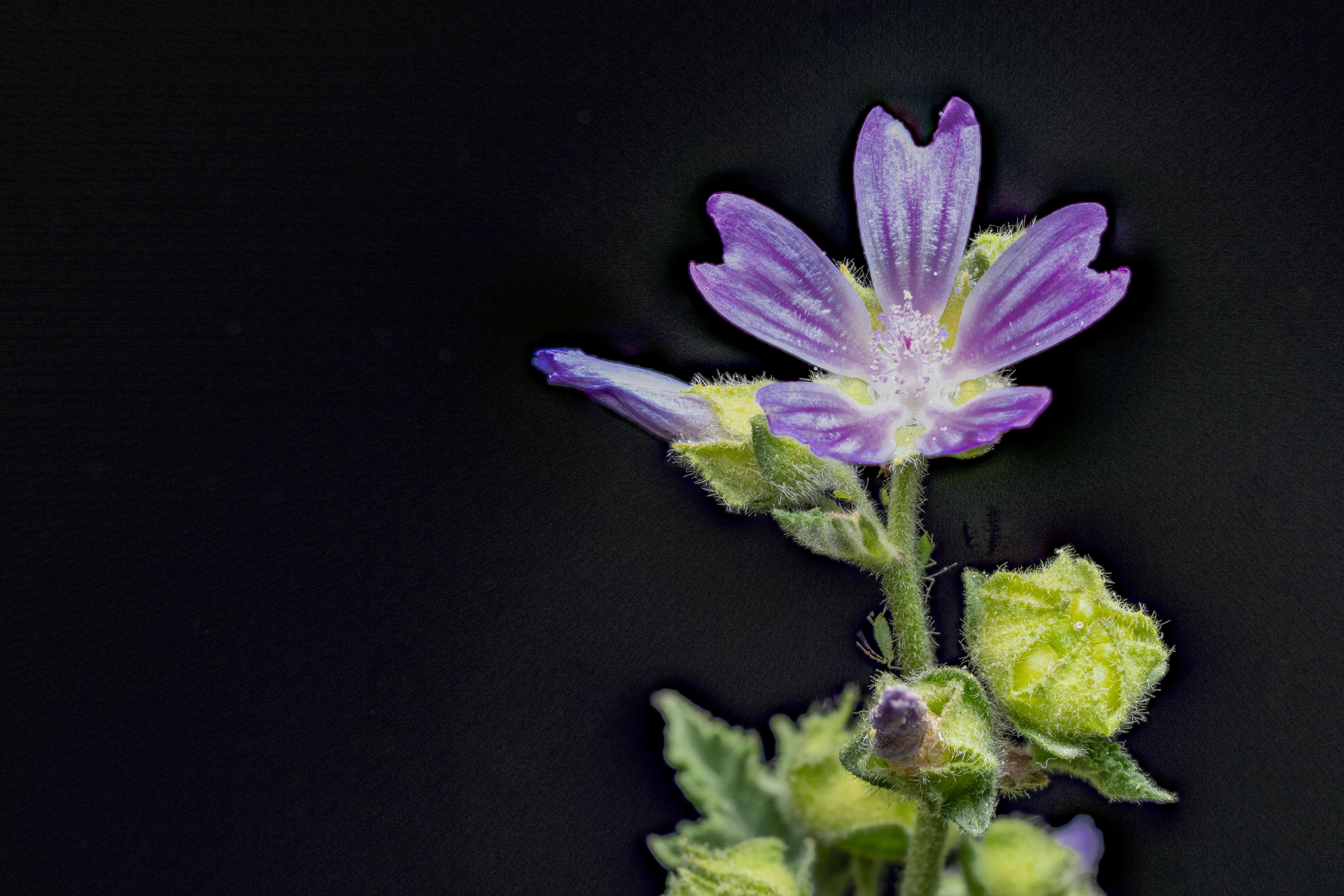 Blue Mallow Natural Herb