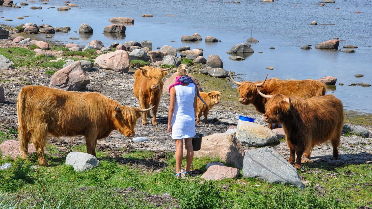 Vaci Highland pe pasune de coasta si o fermiera