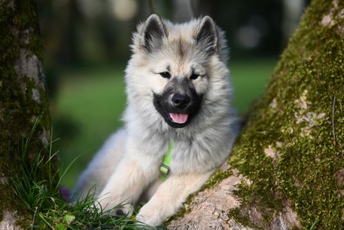 Free Adorable Keeshond puppy resting between mossy trees in a serene forest setting, showcasing its fluffy fur and playful demeanor. Stock Photo