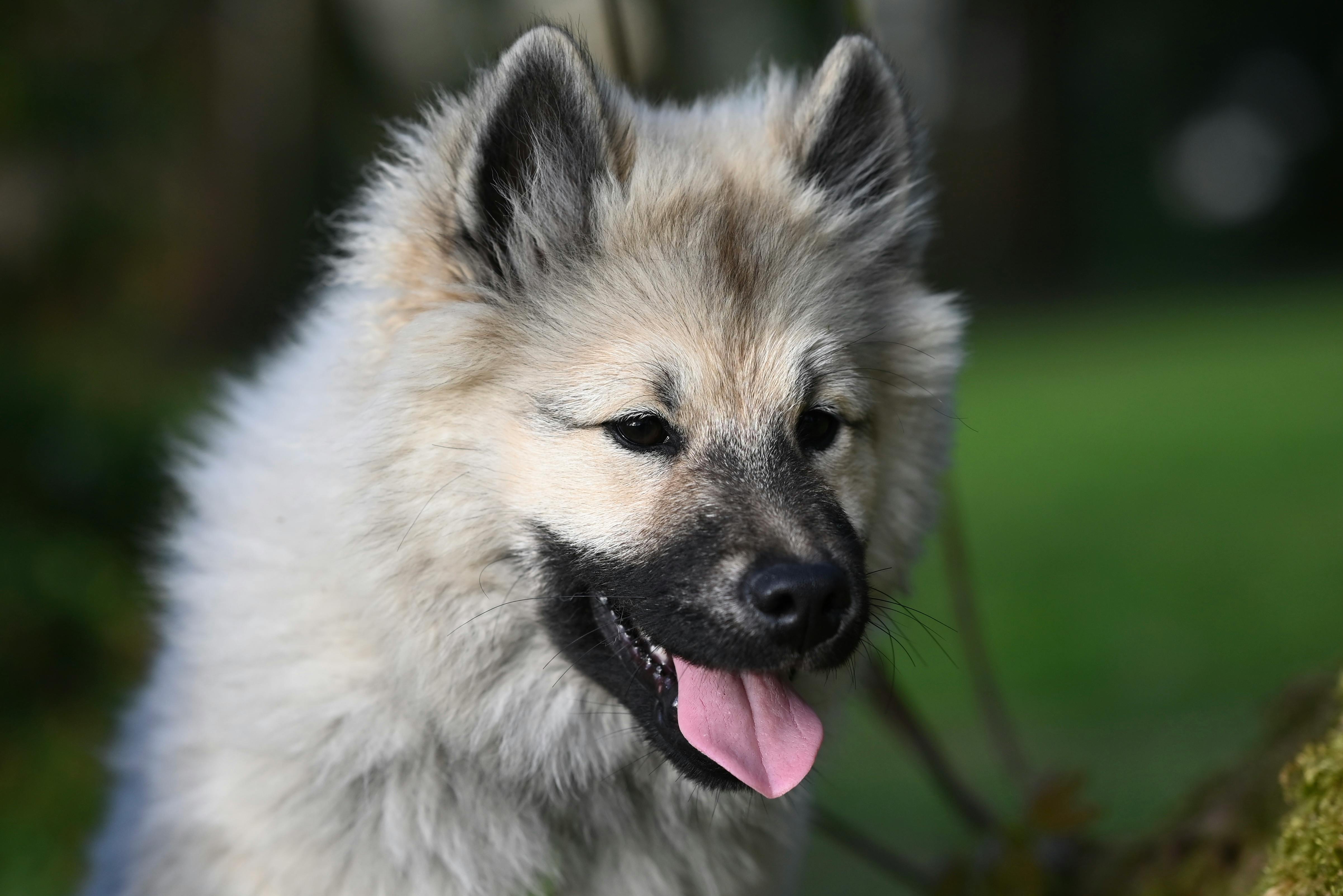 pet insurance, veterinary costs, pet health coverage, dog insurance, cat insurance, pet wellness — Photo by JacLou- DL on Pex