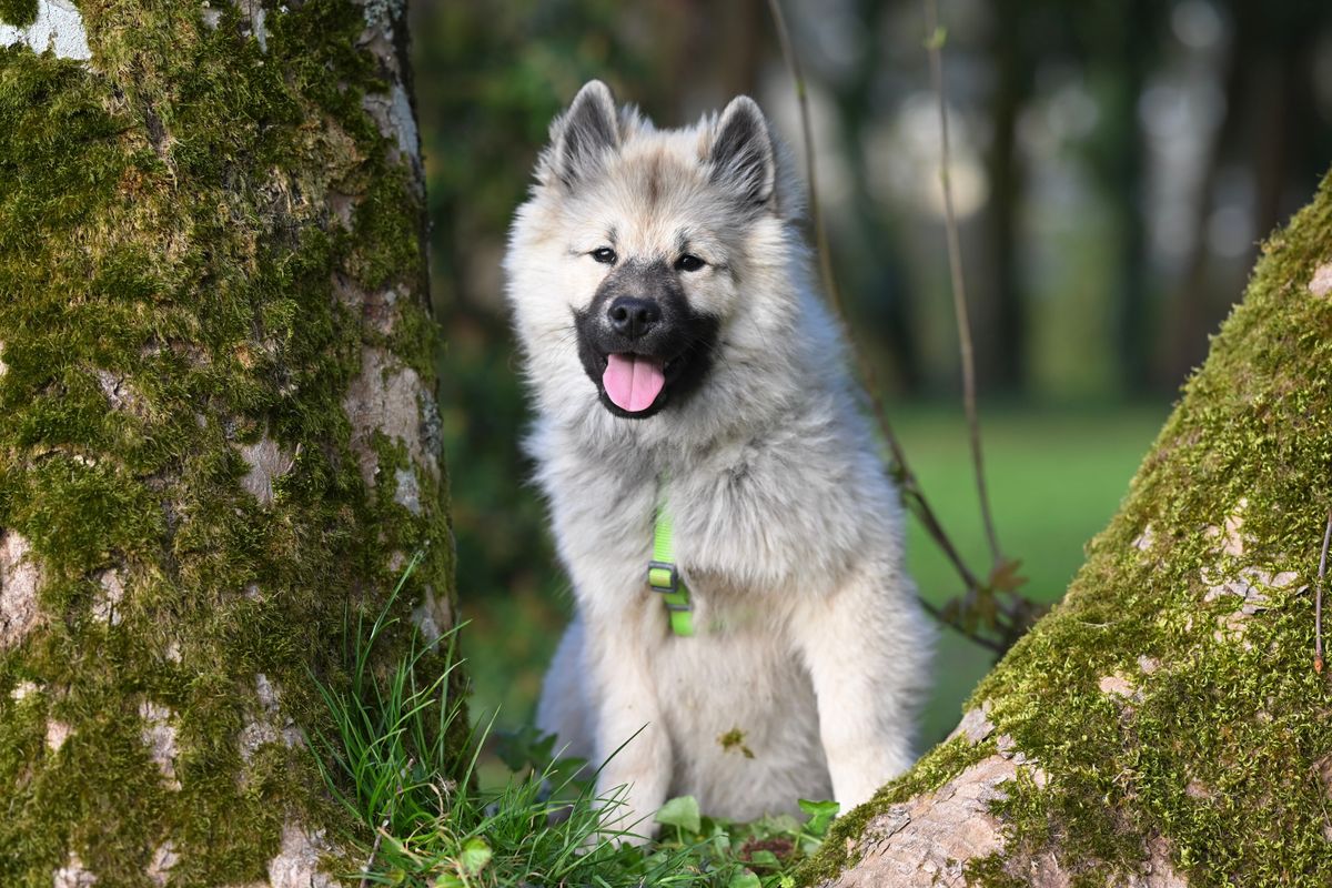 chien catégorie 1 - Les démarches administratives incontournables