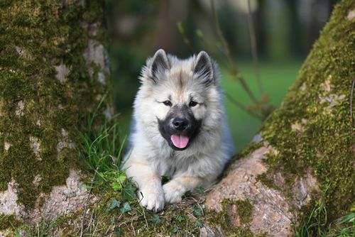 Free Adorable fluffy puppy relaxing on a mossy tree trunk in a lush green forest setting. Stock Photo