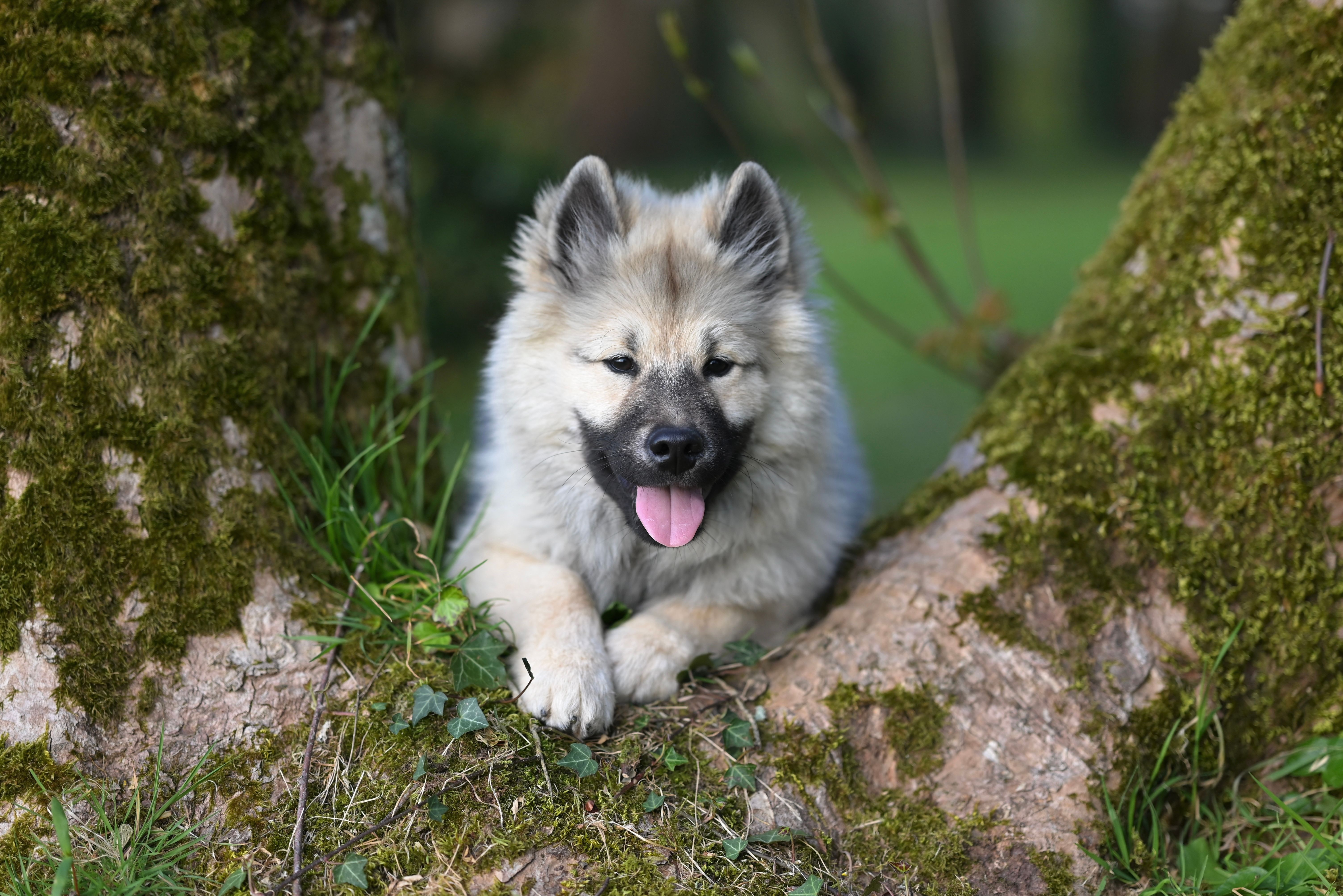Pet Skin and Coat Health Supplement Market Forecast Points Higher Toward 2035, Driven by PET Humanization and Premium Ingredi