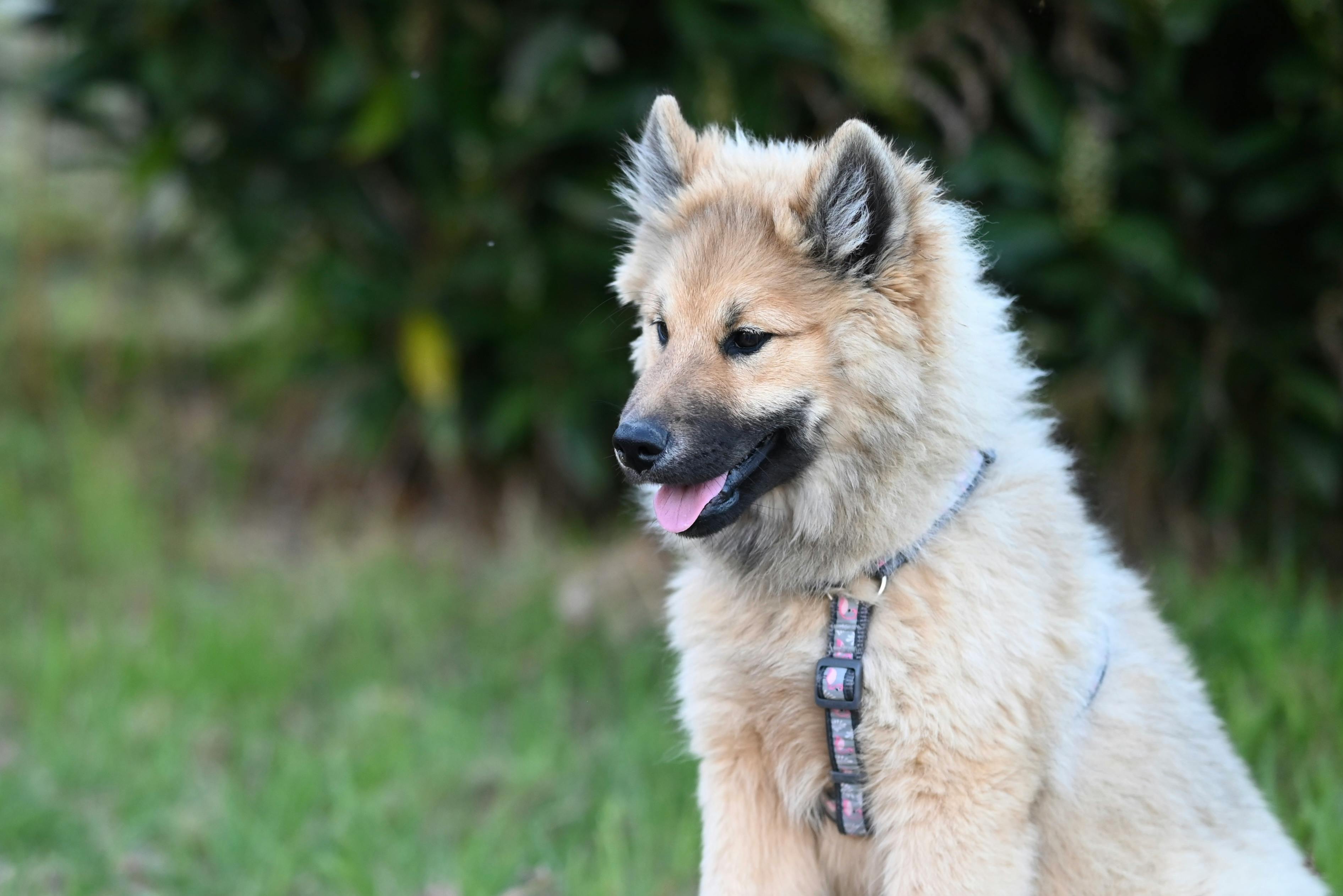 Pet care: Solving puppy tooth troubles and grooming gaffes — Photo by JacLou- DL on Pexels