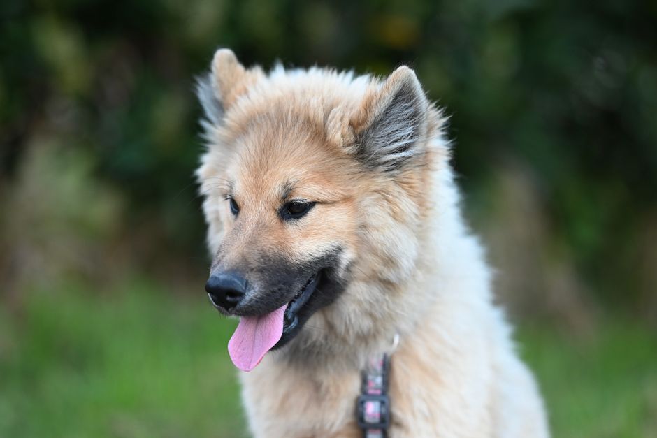 Adorable fluffy dog panting outdoors, showing its pink tongue and playful nature.