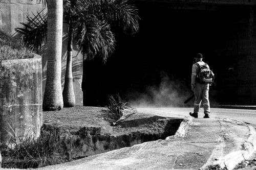 Free A lone worker uses a leaf blower along a city street under palm trees. Stock Photo