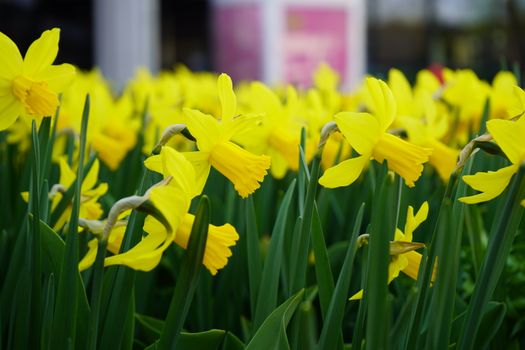 Bright yellow daffodils in full bloom create a vibrant spring garden scene.